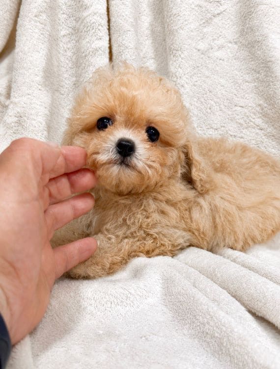 Maltipoo Blanca B