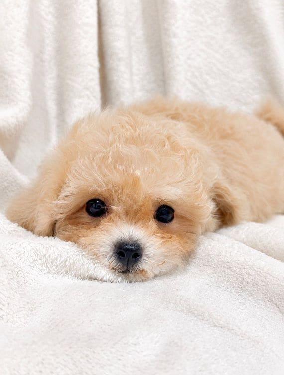 Maltipoo Blanca C