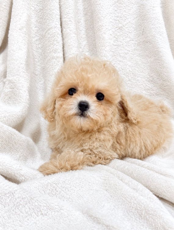 Maltipoo Blanca D