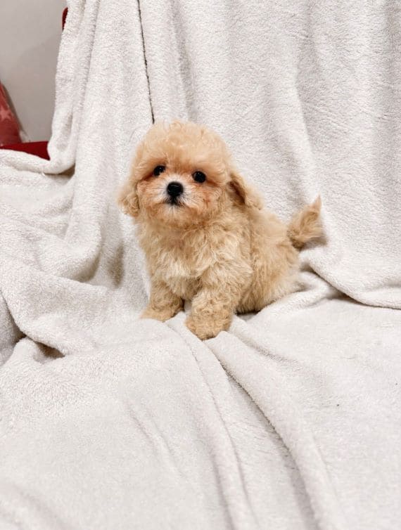 Maltipoo Blanca E