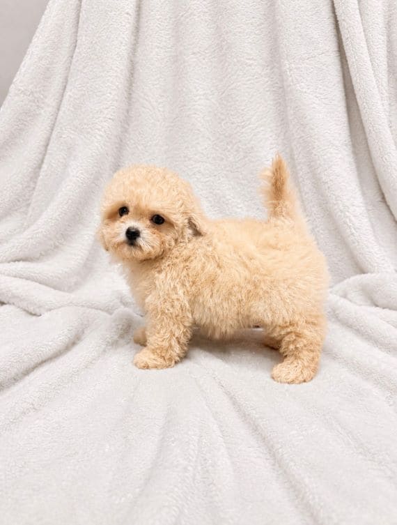 Maltipoo Blanca F