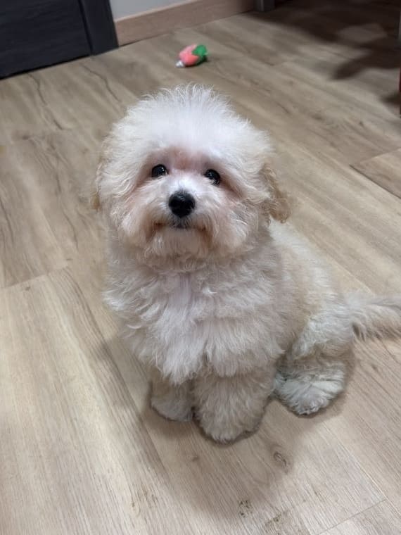 Maltipoo Manchitas A
