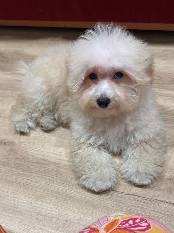 Maltipoo Manchitas B