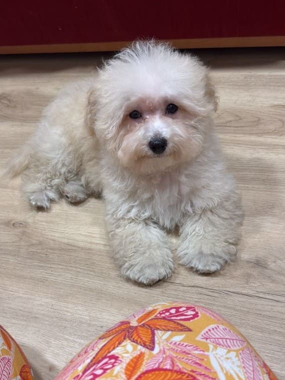 Maltipoo Manchitas C
