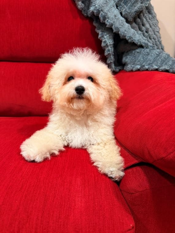 Maltipoo Manchitas D