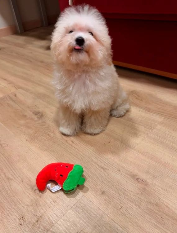 Maltipoo Manchitas E