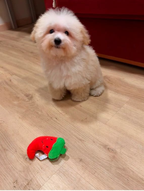 Maltipoo Manchitas F