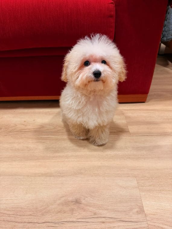 Maltipoo Manchitas G