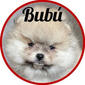 Pomerania Bubú