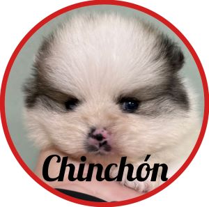 Pomerania Chinchón