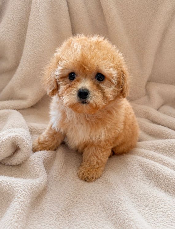 Shihpoo Carla A