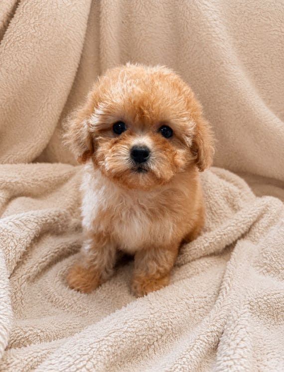 Shihpoo Carla B
