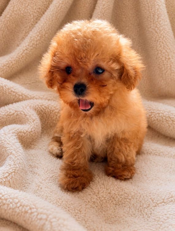 Shihpoo Carla C