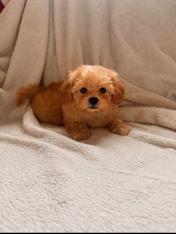 Shihpoo Carla D
