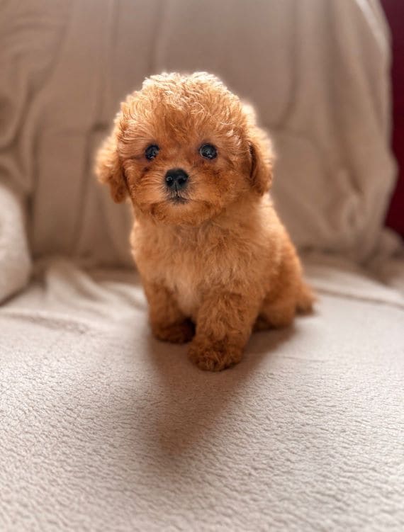 Shihpoo Carla E