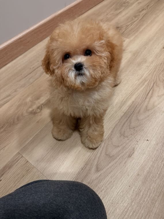 Shihpoo Carmina A