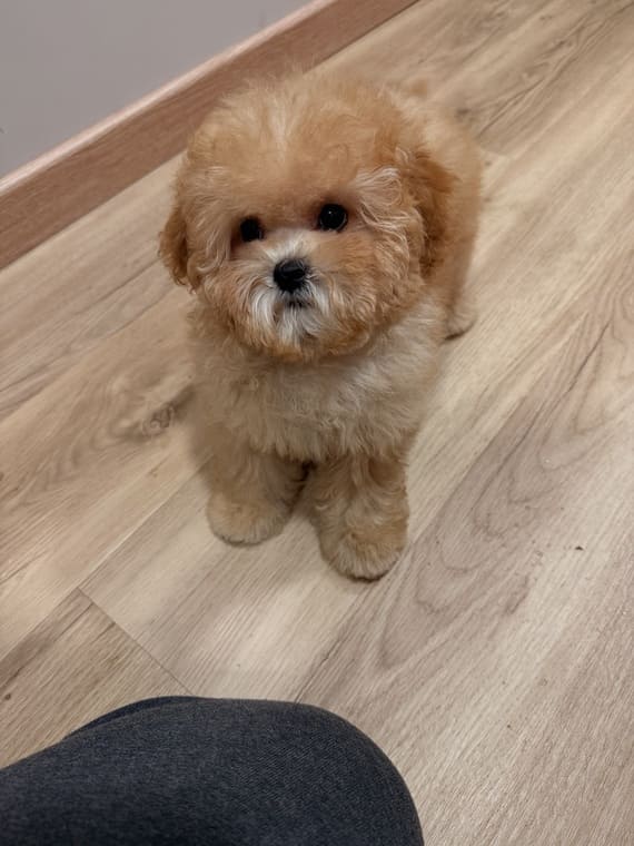 Shihpoo Carmina B