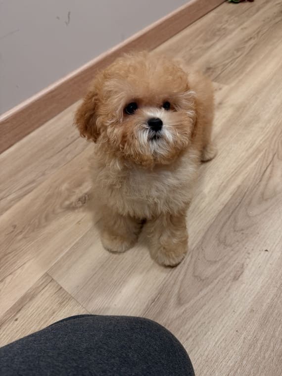 Shihpoo Carmina C