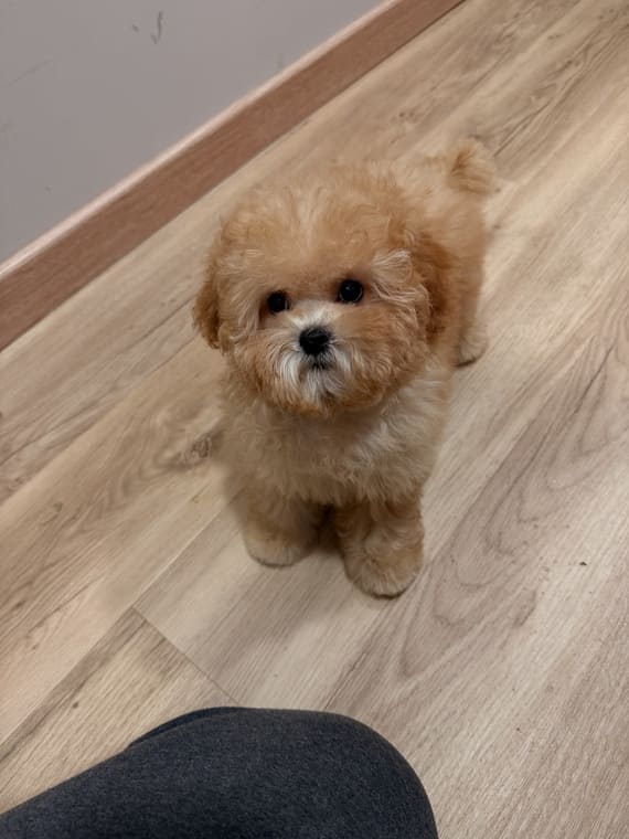Shihpoo Carmina D