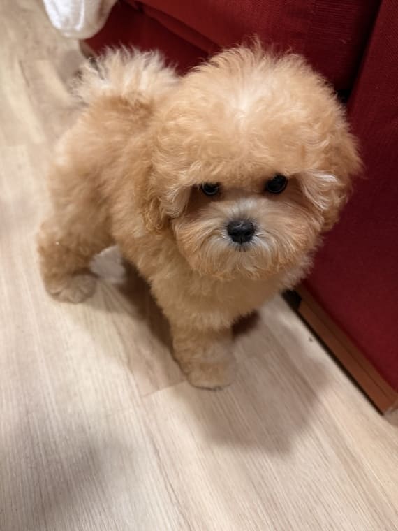 Shihpoo Carmina E