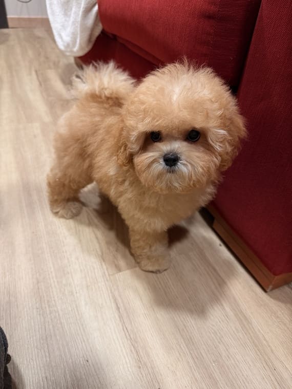 Shihpoo Carmina F
