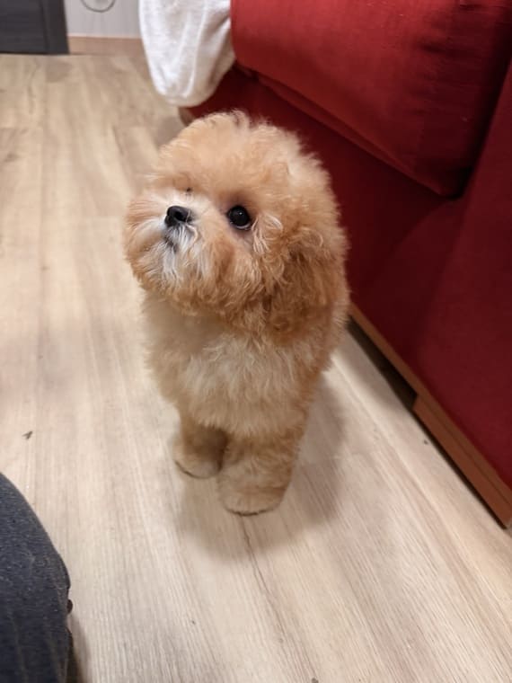 Shihpoo Carmina G
