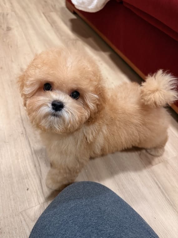 Shihpoo Carmina H