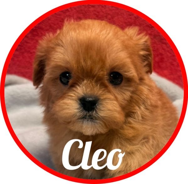 Shihpoo Cleo
