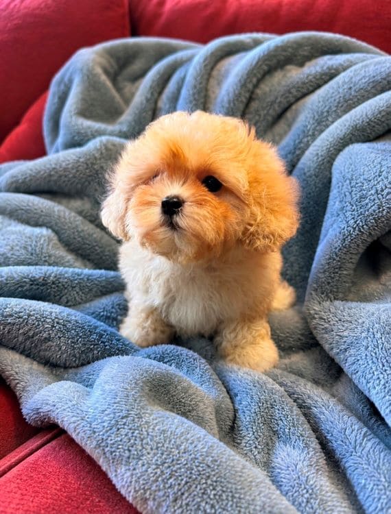 Shihpoo Federico A