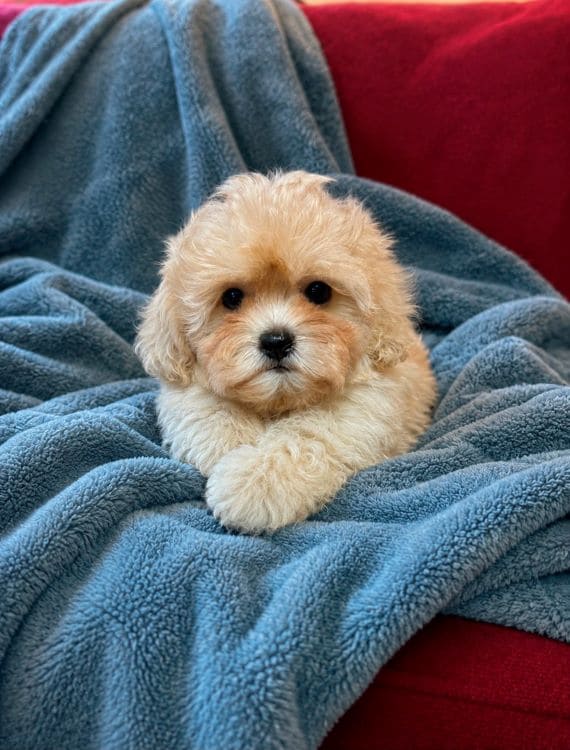 Shihpoo Federico B