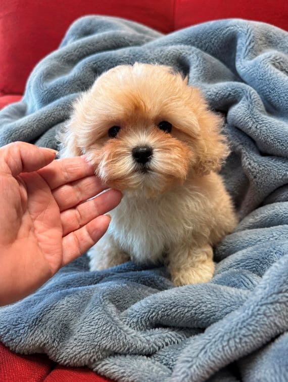 Shihpoo Federico C
