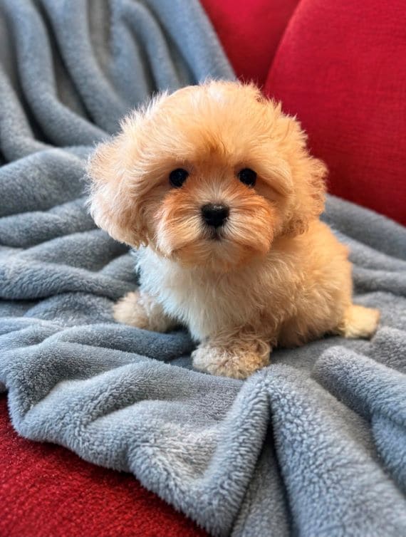 Shihpoo Federico E