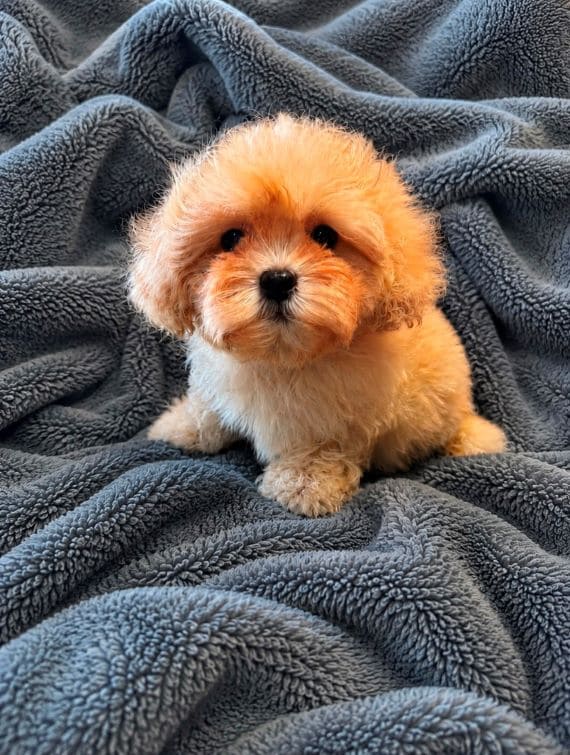 Shihpoo Federico F