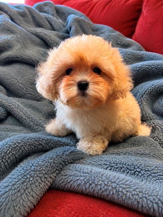 Shihpoo Federico G