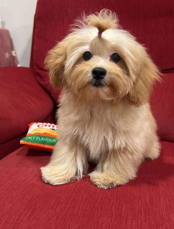 Shihpoo Fofó A