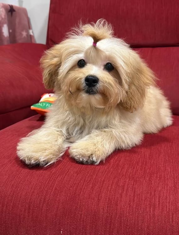 Shihpoo Fofó B
