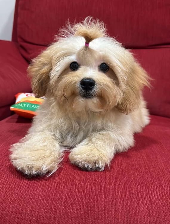 Shihpoo Fofó C