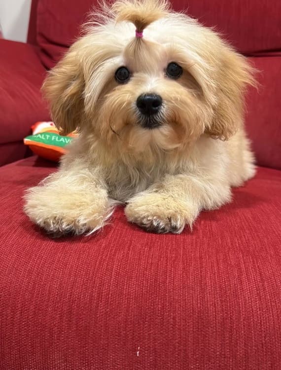 Shihpoo Fofó D