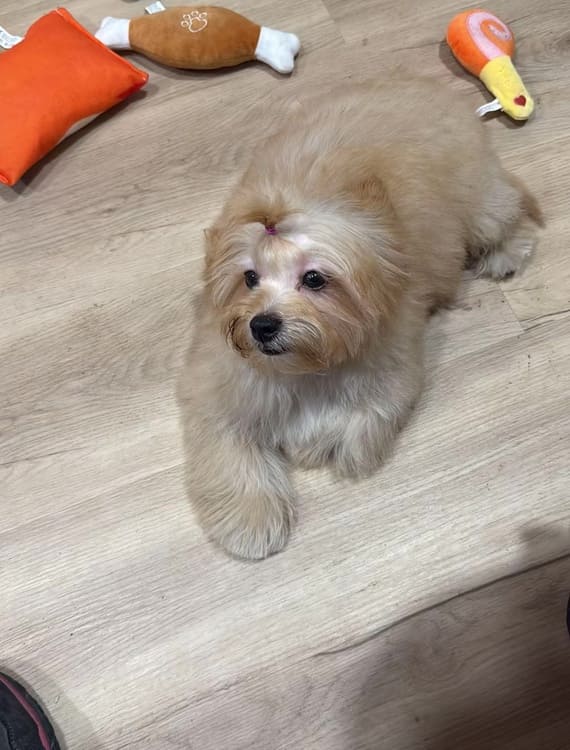 Shihpoo Fofó E