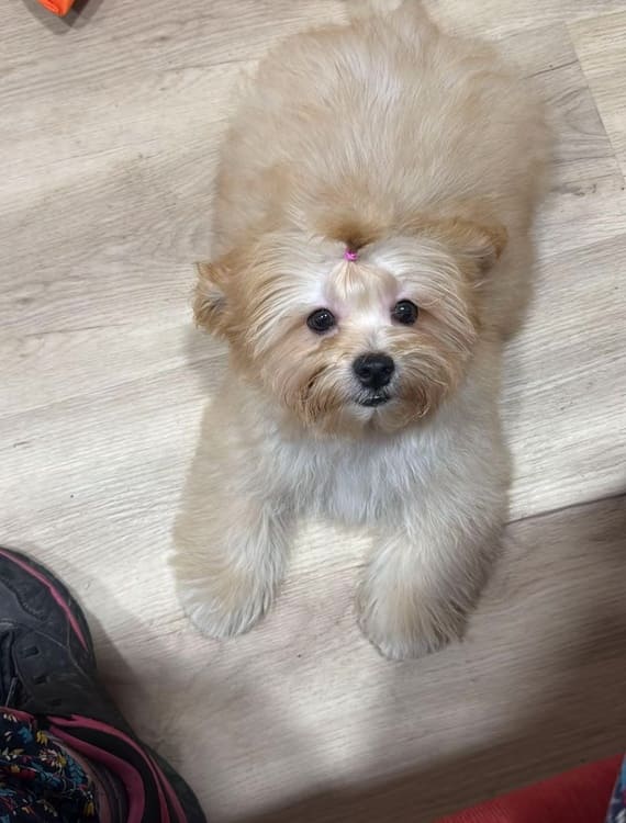 Shihpoo Fofó F