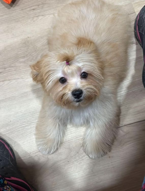 Shihpoo Fofó G