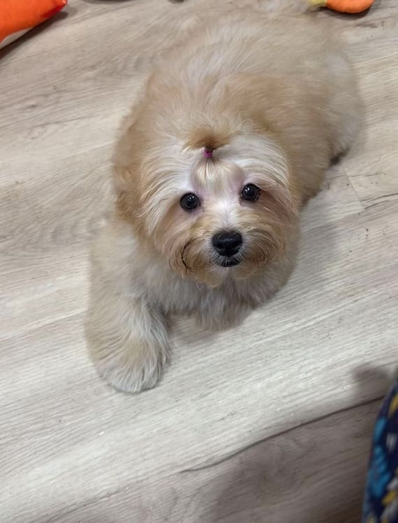 Shihpoo Fofó H