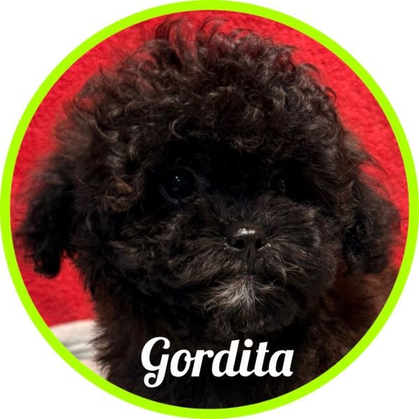 Shihpoo Gordita