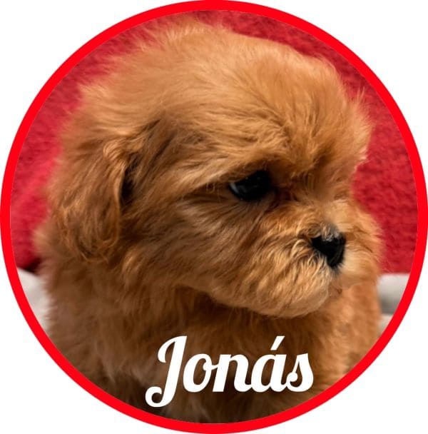 Shihpoo Jonás