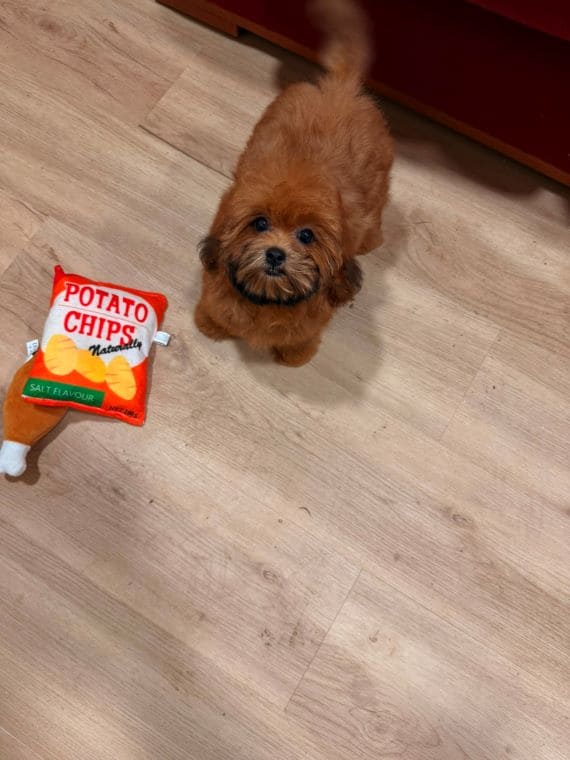 Shihpoo Malva A