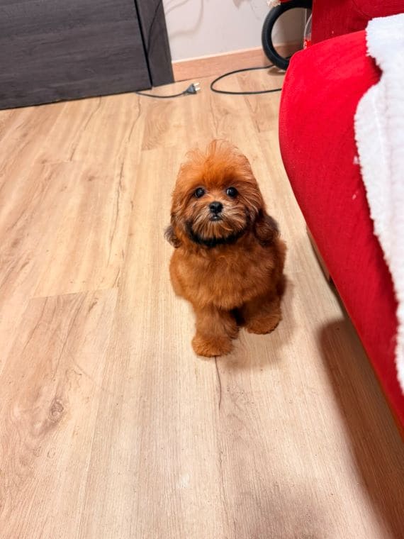 Shihpoo Malva B