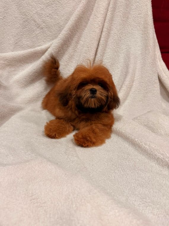 Shihpoo Malva C