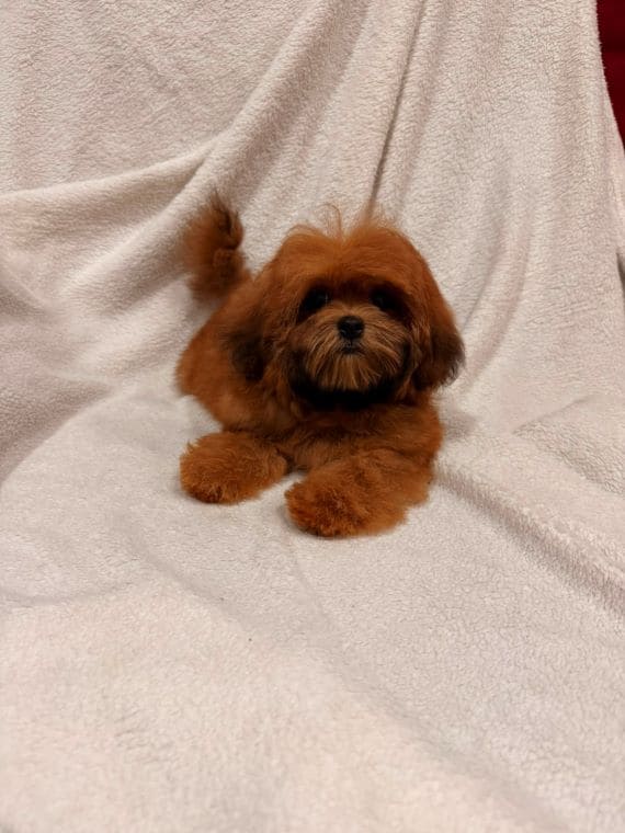 Shihpoo Malva D