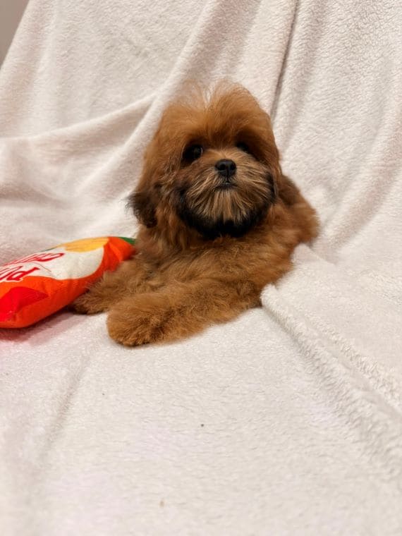 Shihpoo Malva E