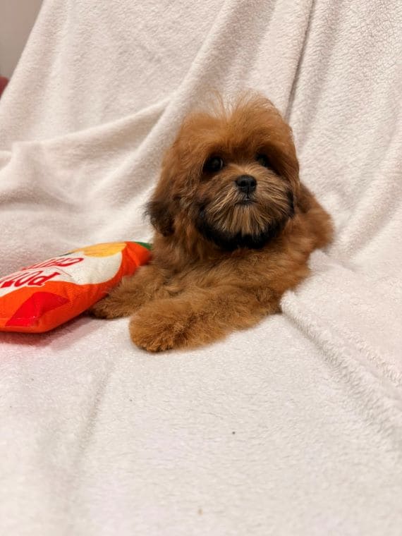 Shihpoo Malva F